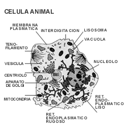 Las células eucariontes se clasifican en dos tipos, células animales y vegetales las que presentan características en común y otras que las diferencian. Fig.