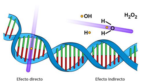 INTERACCIÓN DE LA RADIACIÓN CON LA CÉLULA La radiación puede dañar el ADN de dos formas: Directa: depositando su energía en