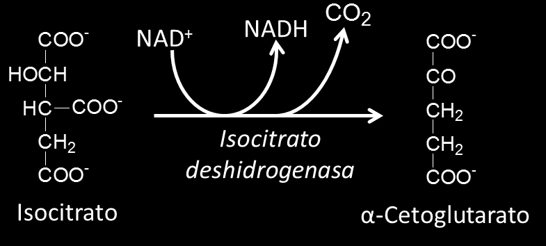 Reacción 2: Aconitato hidratasa (aconitasa, EC 4.2.1.