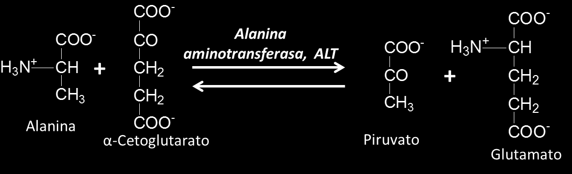 Las aminotransferasas o transaminasas constituyen un grupo muy amplio de enzimas (EC 2.6.x.
