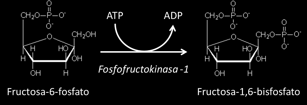 Reacción 2: Fosfoglucosa isomerasa (EC 5.3.1.