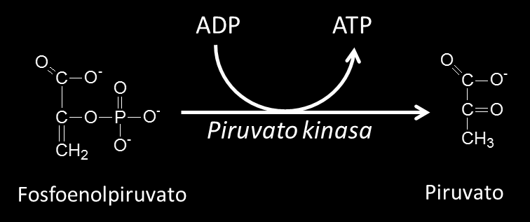 Reacción 10: Transferencia de fosfato al ADP: Piruvato kinasa (EC 2.7.1.40) La siguiente reacción en la secuencia glucolítica está catalizada por la enzima piruvato kinasa.