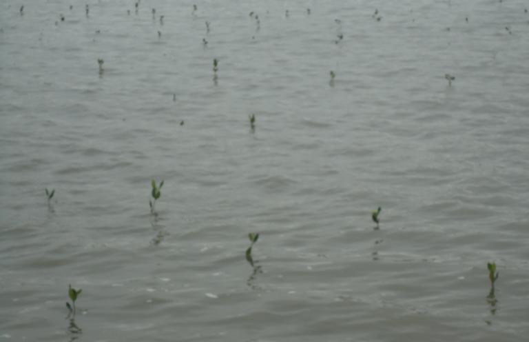 Inicialmente se realizó la siembra directa de los propágulos durante el 2011 pero debido a la continua mortalidad de las plantas por factores como las corrientes fuertes y el paso de embarcaciones