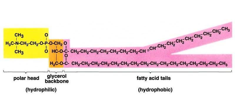 Fosfolípidos Lípidos iónicos, compuestos por un glicerol, con 2 ácidos grasos y un grupo fosfato Grupo fosfato se une mediante un enlace fosfodiéster a otro