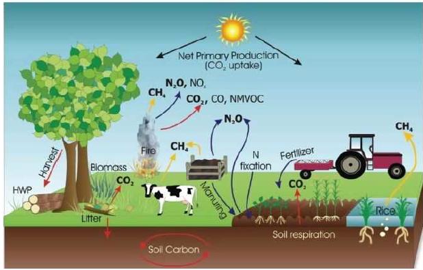 Gases de efecto invernadero en la Agricultura Fotosíntesis y la respiración (CO2) Descomposición y combustión de la materia