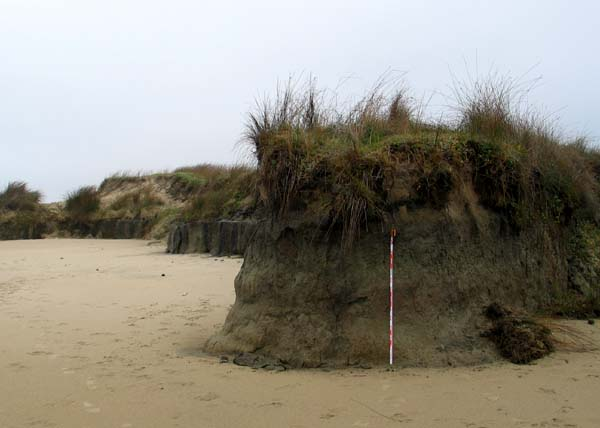 respuesta a la forestación, no siempre es en una primera etapa la ampliación de la playa, y puede relacionarse la misma al tipo de arboles implantados, su arreglo (densidad, altura, ubicación