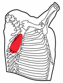 El corte incluye la carne correspondiente a las cinco primeras vértebras del tórax y se separa a partir de la primera vértebra torácica, a nivel de su inserción con las costillas.