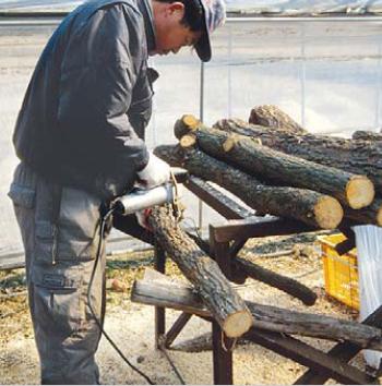 Técnicas de cultivo. 24 Forma de los troncos: se deben seleccionar en lo posible aquellos troncos que presenten forma cilíndrica.