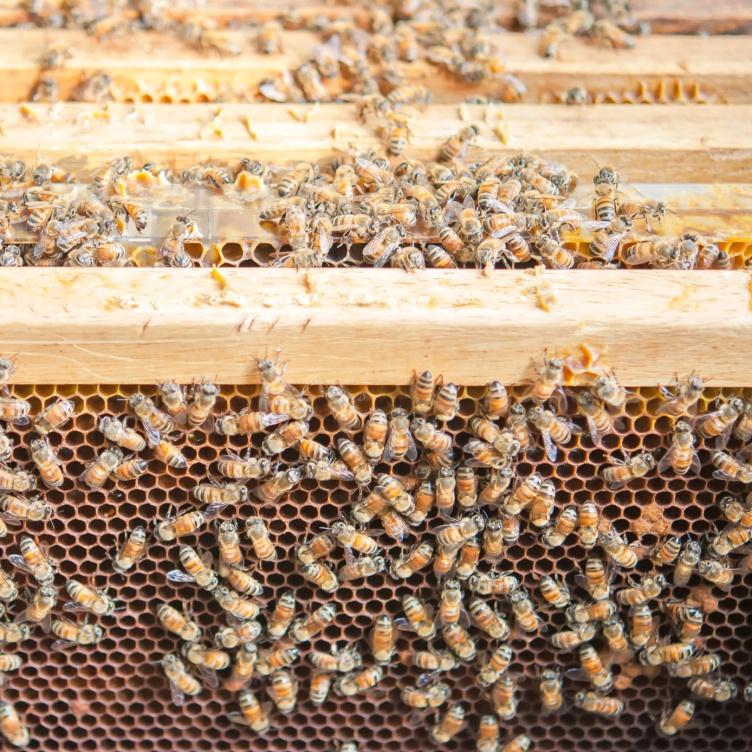 La estimulación primavera-y-verano del desarrollo de las familias de abejas 11 Aumento en la cantidad de cría - hasta un 25% Aumento en la