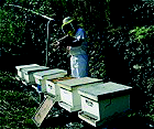 1.- ESPECIFICACIONES TECNICAS PARA EL PRODUCTO 1.1.- EL PRODUCTO El producto a auditar será únicamente miel envasada en envases aptos bromatológicamente, que estará producida, cosechada, procesada,
