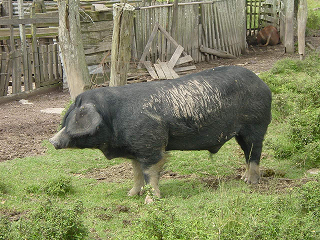 Mamellado uruguayo. Es un recurso genético criollo del Uruguay. Este porcino criollo se caracteriza por poseer apéndices pendulosos en la base del cuello llamados mamellas.