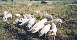 nuestro país es que no es rentable. En Uruguay podrían sustentarse mediante asociación con la industria. Todas las categorías de cerdos se alojan en locales totalmente cerrados.