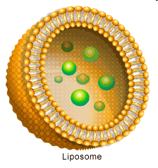 Liposomas: Estructuras vesiculares constituidas por uno o más bicapas lipídicas concéntricas que encierran compartimientos acuosos.