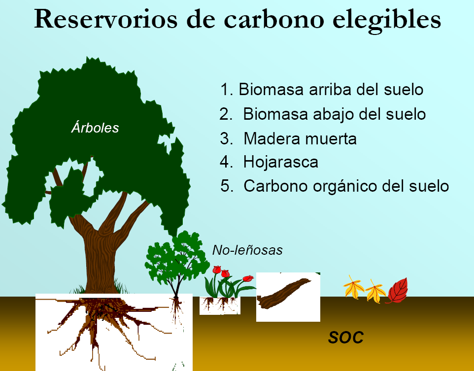 Figura 6. Reservorios de Carbono elegibles para el cálculo de línea de la base y para el sistema de Monitoreo de actividades REDD Fuente: CATIE 2006.