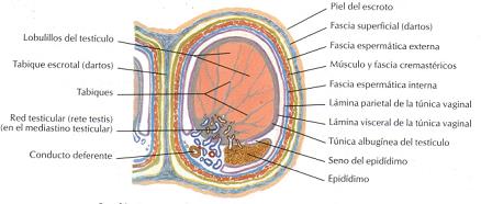 CUBIERTAS EXTERNA 1- Piel del escroto mide 2-8 mm 2- Fascia superficial fina o dartos forma el tabique interescrotal 3- Fascia espermática externa, músculo cremáster, fascia espermática interna 4-