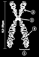 Cromosoma duplicado 1- cromátida: cada una de las partes idénticas de un cromosoma luego de la duplicación del ADN 2- centrómero: el lugar del cromosoma en el cual ambas cromátidas se tocan 3- brazo