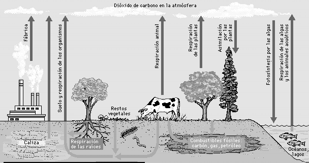 GUÍA DE BIOLOGÍA: CICLOS BIOGEOQUÍMICOS NIVEL: 7º Ciclo del carbono: ciclo de utilización del carbono por el que la energía fluye a través del ecosistema terrestre.