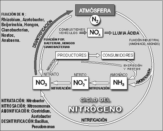 Figura 3 En los sistemas naturales, el nitrógeno que se pierde por desnitrificación, lixiviación, erosión y procesos similares es reemplazado por el proceso de fijación y otras fuentes de nitrógeno.