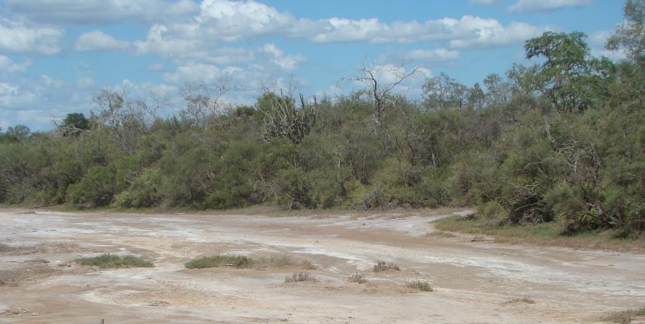 Bosques transicionales de llanura aluvial del Chaco Septentrional a la Chiquitania (SE264/FO). Bosques higrofíticos del Chaco Septentrional (SE258/FO).