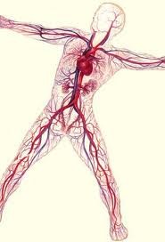 Sistema Sanguíneo Para modelar el sistema sanguíneo debemos considerar cada uno de los vasos como