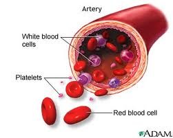Sistema Sanguíneo Las paredes de los vasos contrarrestan la presión sanguínea según la ley de Laplace: donde dp es la diferencia de presión entre el