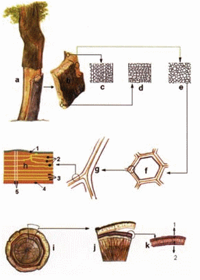 2) Estructura y cualidades a) Alcornoque. b) Pana de corcho. c) Corte axial. d) Corte radial. e) Corte tangencial. f) Célula de corcho en corte axial. g) Pared de las células de corcho.