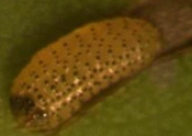 G,scutellatus (Chile) 7-9 x 4-5 mm (m&f) Gonipterus scutellatus Gonipterus gibberus Élitros sin escamas blanquecinas, sin