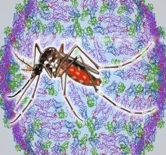 Complejo Dengue (DEN-1, DEN-2, DEN-3 y DEN-4) E Familia: Flaviviridae