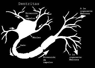 CONCURSO LATINOAMERICANO DE TESIS DE MAESTRÍA, XXXVIII CLEI 2012, OCTUBRE 2012 3 que se desprende un árbol de ramificaciones llamado árbol dendrítico, compuesto por las dendritas.