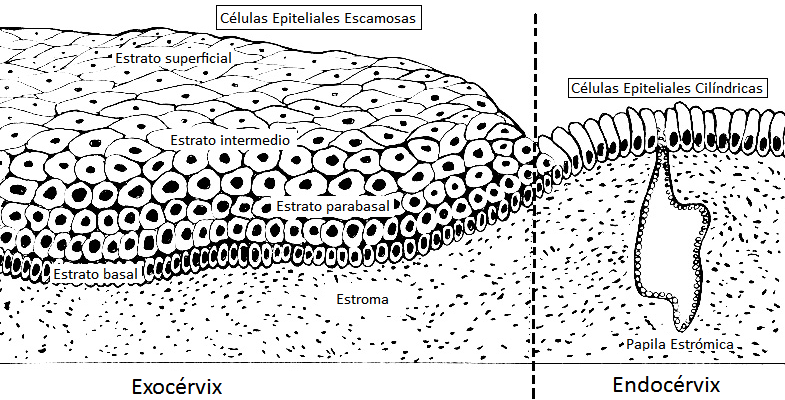 Figura 1. Estructura del epitelio cervical normal Tomado y adaptado de Erazo, J. V (2007) [67] 1.4.1.3 Zona de transformación.