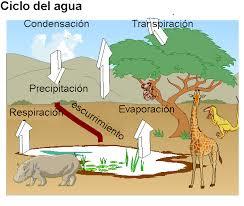 Transpiración Evaporación Importancia del agua La planta necesita el agua para todo su proceso de desarrollo (fotosíntesis) La falta de