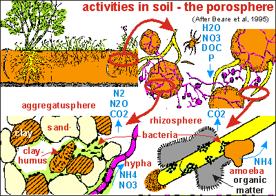 plantas y microorganismos del suelo.