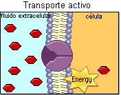 dirigido por ATP transporte acoplado a translocación de