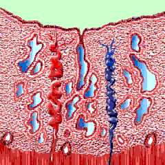 5-6 mm de espesor Fase Lútea Endometrio Secretor Medio Bien vascularizado y rico en glucógeno Glándulas