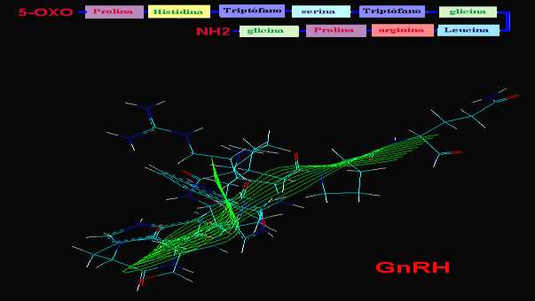 I HIPOTÁLAMO GNRH Núcleo Arcuato y zona Preóptica GNRH GnRH: decapéptido sintetizado a partir de pre hormona en neuronas hipotalámicas de areas arqueada
