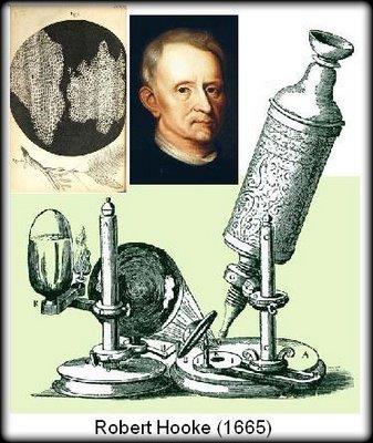 TEORÍA CELULAR Edad Moderna (1492 d.c al 1789 d.c) Antonie van Leeuwenhoek. (1632 a 1723).
