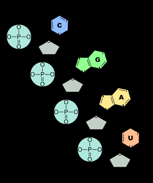 Figura 15. Estructura ARN. http://commons.wikimedia.org/wiki/file:rna-nucleobases.svg En el DNA se reconocen distintos niveles de estructura.