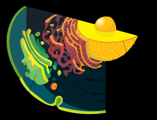 compartimentos (membranas intracelulares) que separan procesos y componentes celulares (Figura 28).