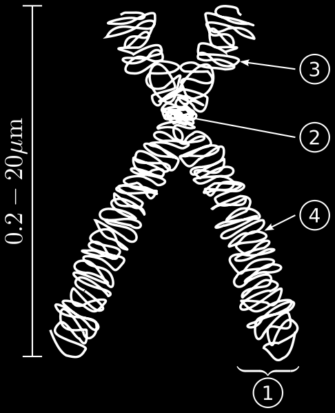 Figura 48. A: Esquema de las estructuras visibles de un cromosoma al microscopio óptico. Estas estructuras no necesariamente aparecen a la vez en todos los cromosomas. https://commons.wikimedia.