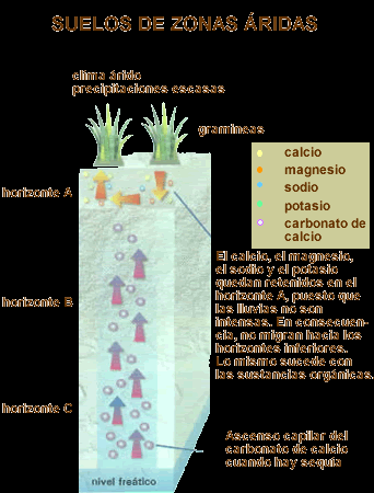 Estructura del suelo En la estructura del suelo se observan capas: Capa A: constituida por restos orgánicos de vegetales y animales en distinto grado de descomposición, mezclados con partículas