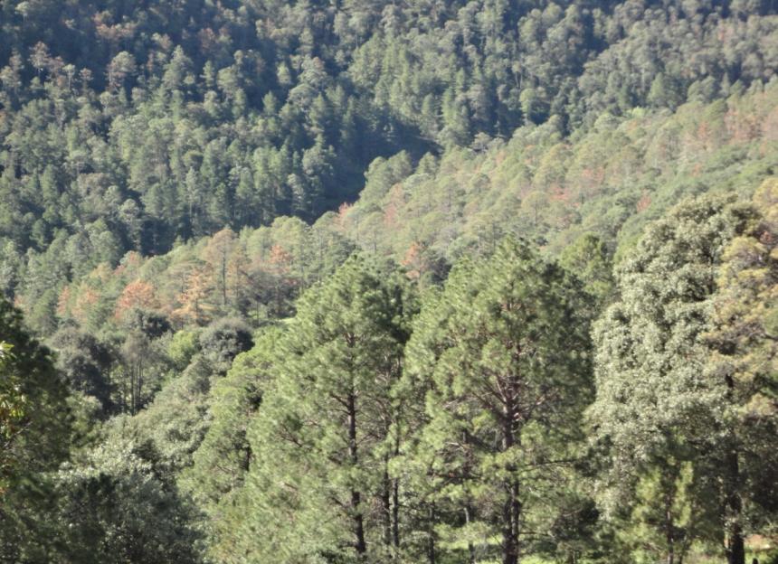 Impactos en la Salud Forestal Nuevo León (Zaragoza) En 2003 se reportaron afectaciones por sequía en bosques de pino piñonero en Baja