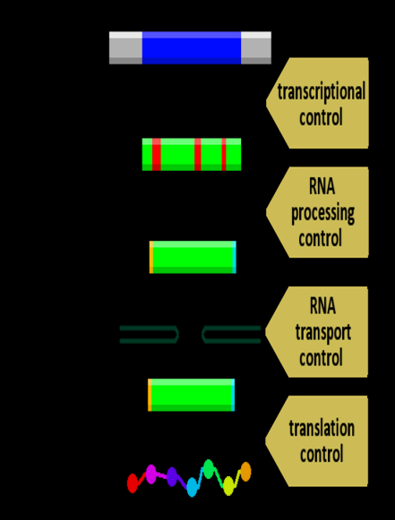 Perfiles de expresión génica y diagnóstico/pronóstico en cáncer Meritxell Pelicano Esqueta Genómica y proteómica Curso 2009/2010 Introducción Expresión génica: Proceso por el cual los organismos