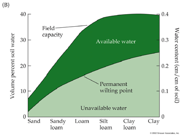 La cámara de presión mide la presión hidrostática negativa (tensión) que existe en el xilema de muchas plantas.