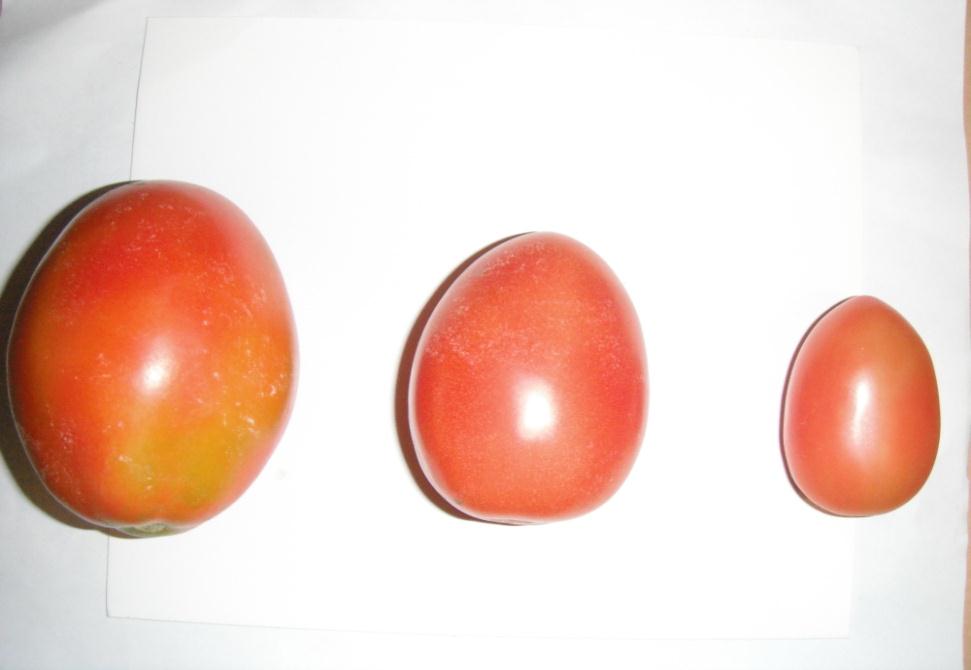 Figur 4.21 Clibres de frutos 4.9.4 Rentbilidd del cultivo.