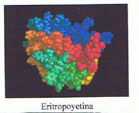 La eritropoyetina o EPO es una hormona glicoproteína que estimula la formación de eritrocitos. En los seres humanos es producida principalmente por el riñón.