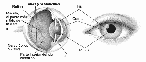 Fig. 2.1 Representación del ojo humano Los conos se concentran en una región cerca del centro de la retina llamada fóvea. Su distribución sigue un ángulo de alrededor de 2 contados desde la fóvea.