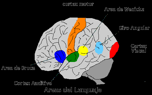 REGULACIÓN Y DINÁMICA DEL HABLA. La articulación de los sonidos voluntarios es un proceso complejo en el que intervine un área determinada de la corteza cerebral: el área de Broca.