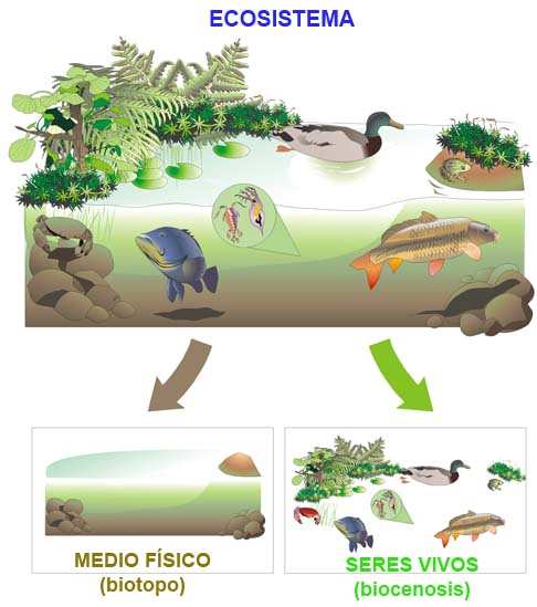 Ejemplos de ecosistema son: una charca, un jardín, un bosque, un río, un pantano, un prado, una selva, etc.