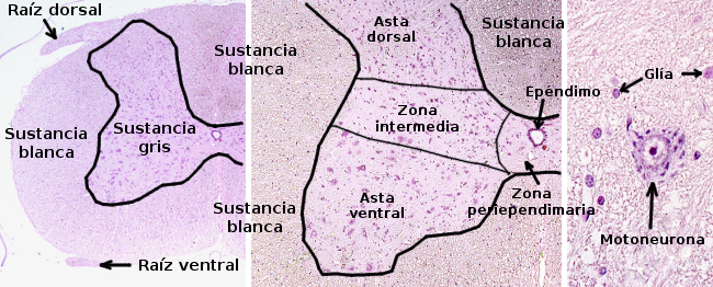 Figura 9: Órgano: Médula espinal. Especie: Rata. (Ratus norvegicus). Técnica: Parafina, hematoxilina-eosina.