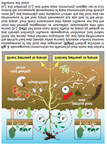 La biota del suelo juega un papel importante en en la biota del ecosistema y los procesos y funcionamiento de éste.